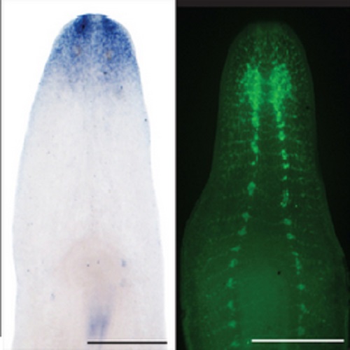 Fig.4 taken from Liu et al, 2013.