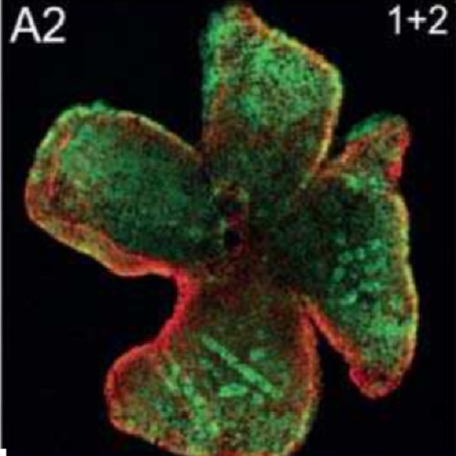 Fig.7 taken from Loeffler et al, 2015.