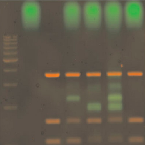 Fig.3 taken from Luzzietti et al, 2012.