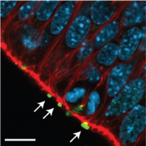 Fig.3 taken from Maliga et al, 2013.