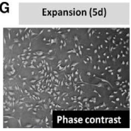 Fig.1 taken from Masjkur et al, 2014.