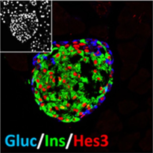 Fig.1 taken from Masjkur et al, 2014.