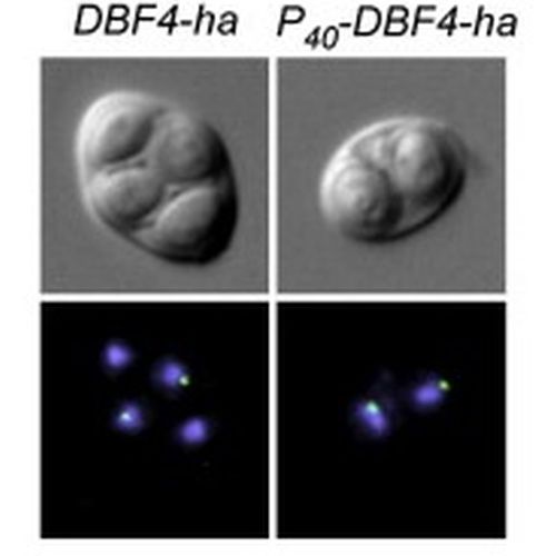 Fig.1 taken from Matos et al, 2008.