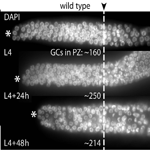 Fig.1 taken from Millonigg et al, 2014.