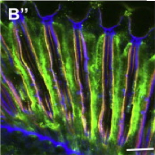 Fig.6 taken from Mishra et al, 2012.