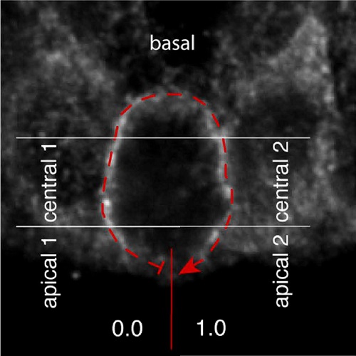 Fig.5 taken from Mora-Bermudez et al, 2014.