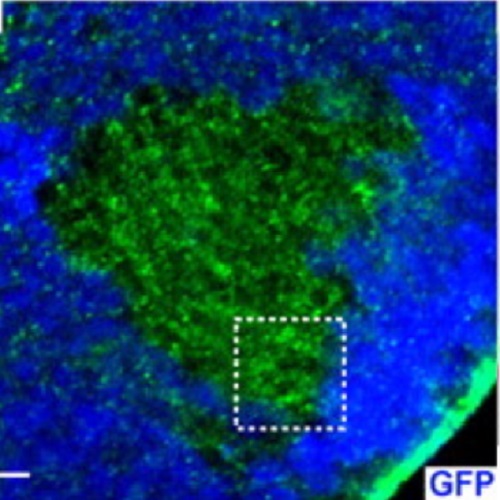 Fig.7 taken from Mottola et al, 2010.