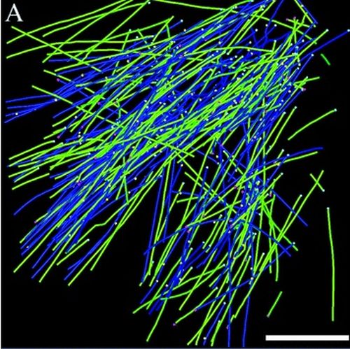 Fig. 3 taken from Mueller-Reichert et al, 2008.