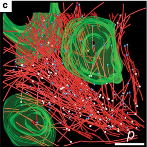 Fig.6 taken from Mueller-Reichert et al, 2010.