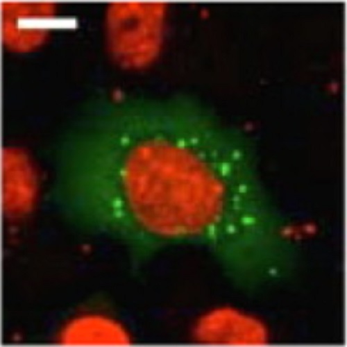 Fig.2 taken from Muellers et al, 2011.