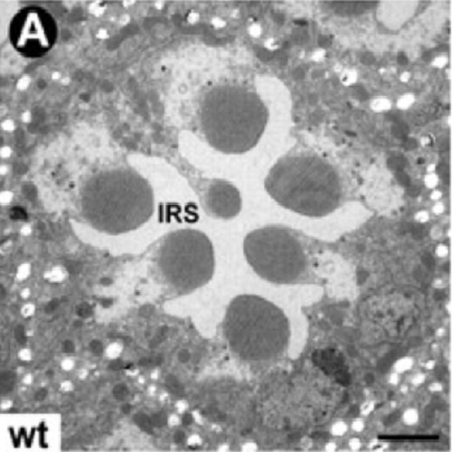 Fig.3 taken from Mischalik et al, 2011.