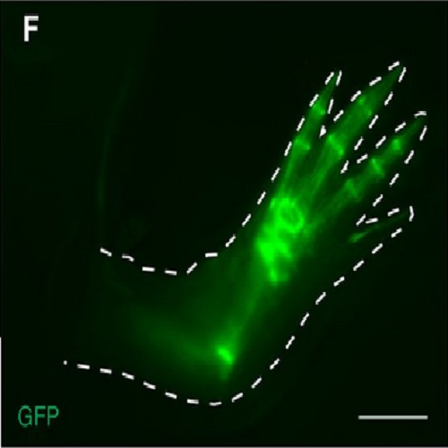 Fig.2 taken from Nacu et al, 2013.