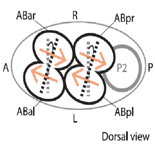 Fig.4 taken from Naganathan et al, 2014.