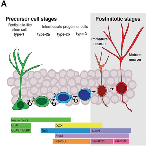 Fig.1 taken from Nicola et al, 2015.