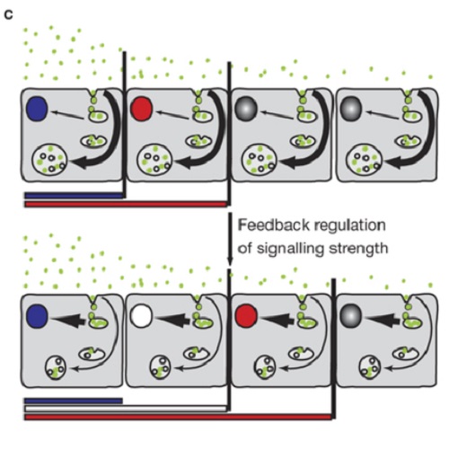 Fig.5 taken from Nowak et al, 2011.