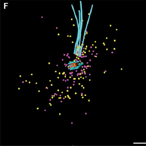 Fig.5 taken from O´Toole et al, 2012.