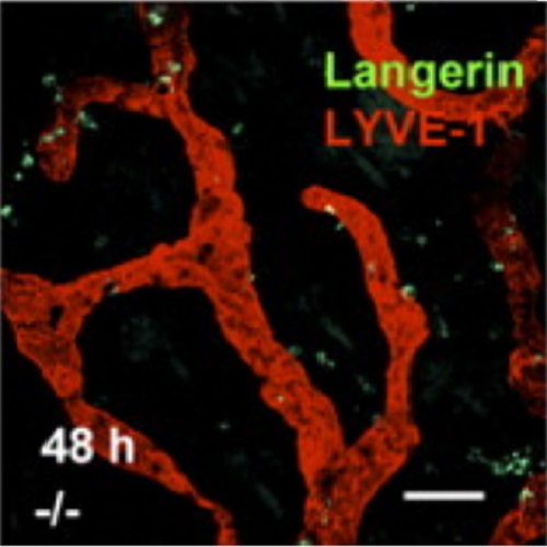 Fig.2 taken from Ocana-Morgner et al, 2011.