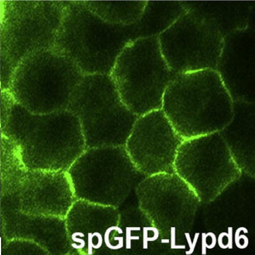 Fig.1 taken from Ozhan et al, 2013.