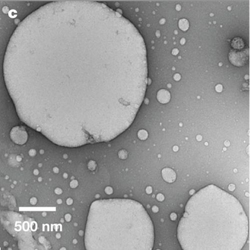 Fig.5 taken from Ohya et al, 2009.