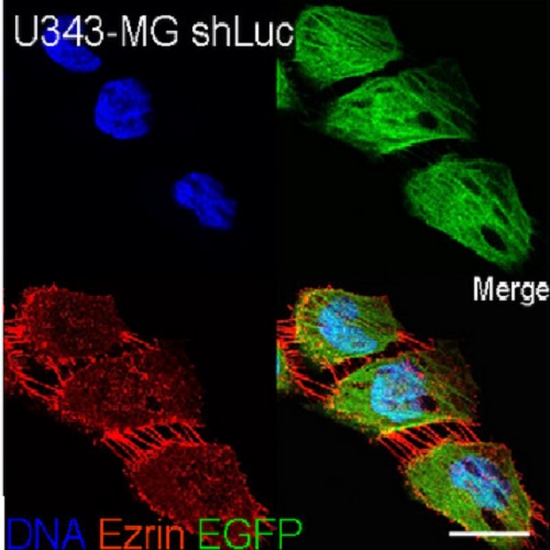 Fig.7 taken from Oppel et al, 2011.