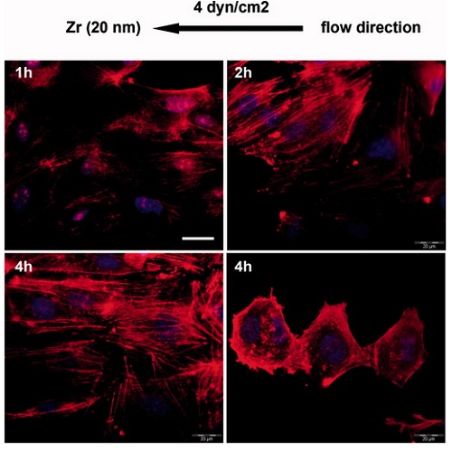 Fig.7 taken from Ozkucur et al, 2009.