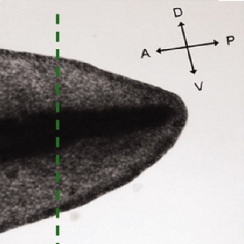 Fig.1 taken from Ozkucur et al, 2010.