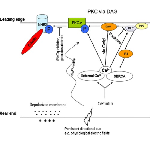 Fig.7 taken from Ozkucur et al, 2014.