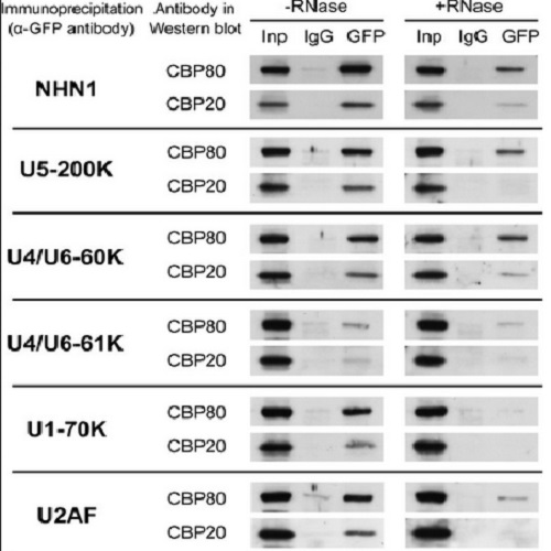 Fig.1 taken from Pabis et al, 2013.