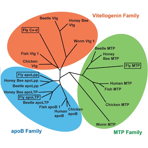 Fig.1 taken from Palm et al, 2012.