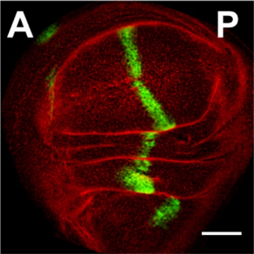 Fig.5 taken from Palm et al, 2013.