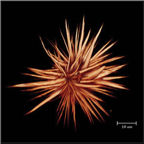 Fig.6 taken from Patel et al, 2015.