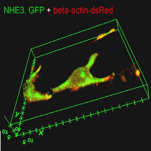 Fig.5 taken from Perike et al, 2014.