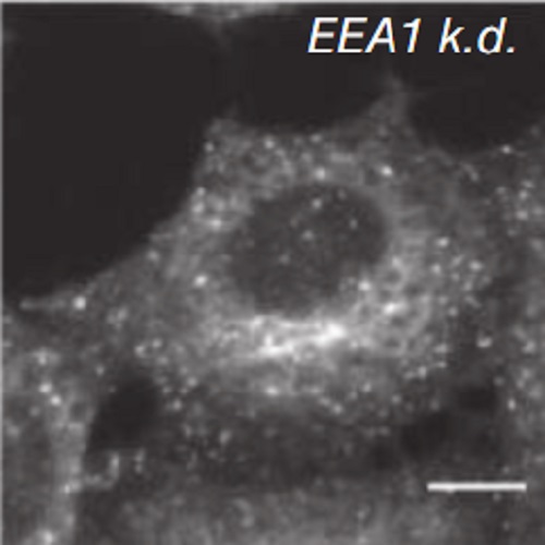 Fig.4 taken from Perini et al, 2014.