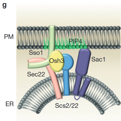 Fig.6 taken from Petkovic et al, 2014.