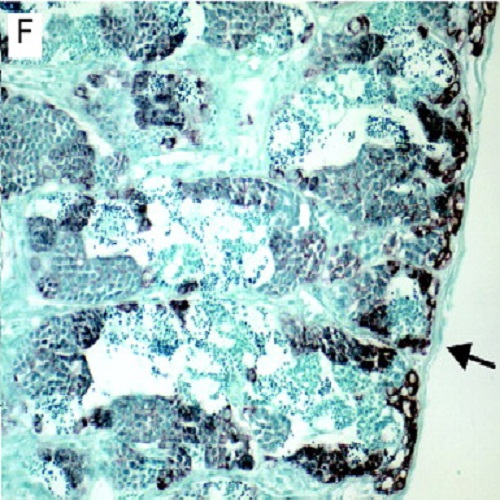 Fig.1 taken from Pfenning et al, 2012.