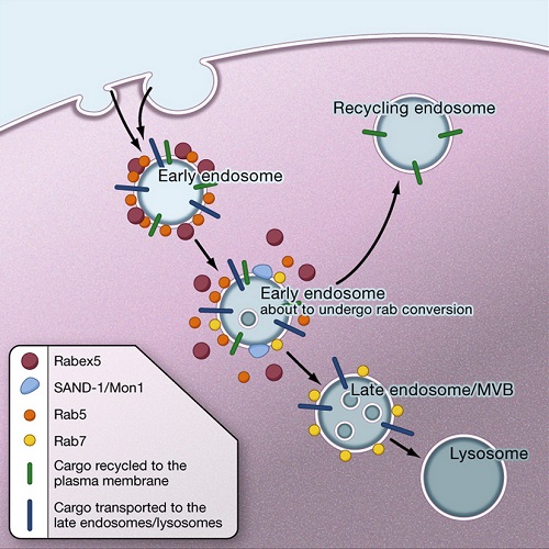 GA. taken from Poteryaev et al, 2010.