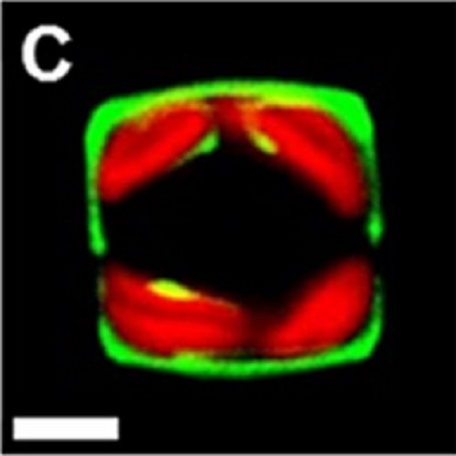 Fig.6 taken from Poulsen et al, 2013.