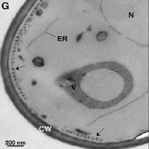 Fig.6 taken from Pranke et al, 2011.