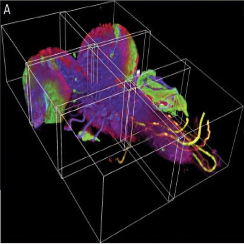 Fig.1 taken from Preibisch et al, 2009.