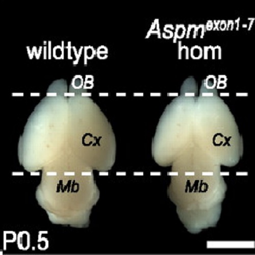 Fig.1 taken from Pulvers et al, 2010.