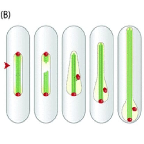 Fig.4 taken from Raabe et al, 2009.