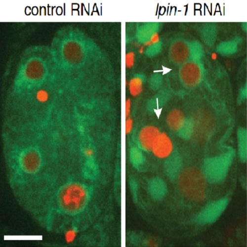 Fig.10 taken from Rahman et al, 2015.