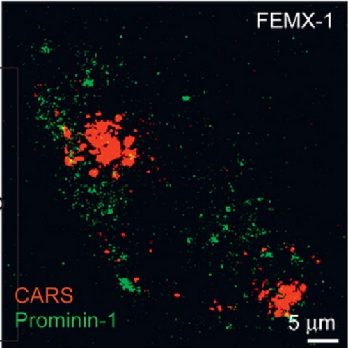 Fig.5 taken from Rappa et al, 2013.