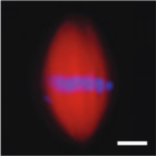 Fig.3 taken from Reber et al, 2013.