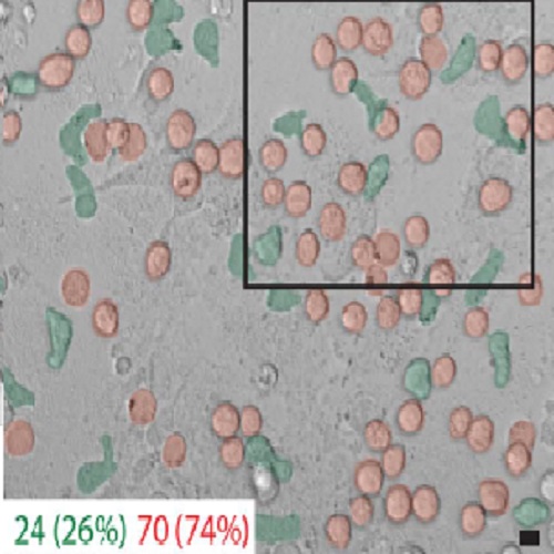 Fig.3 taken from Reichert et al, 2015.