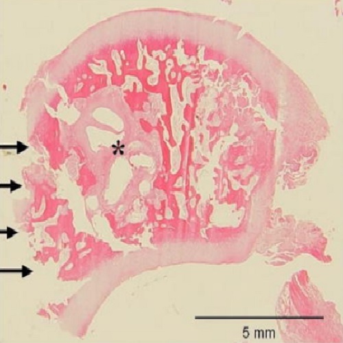 Fig.2 taken from Rein et al, 2010.