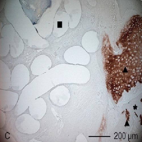 Fig.8 taken from Rentsch et al, 2010.