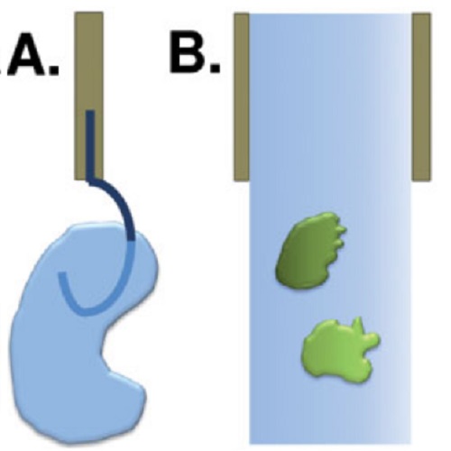 Fig.3 taken from Reynaud et al, 2010.