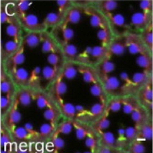 Fig.4 taken from Richard et al, 2009.