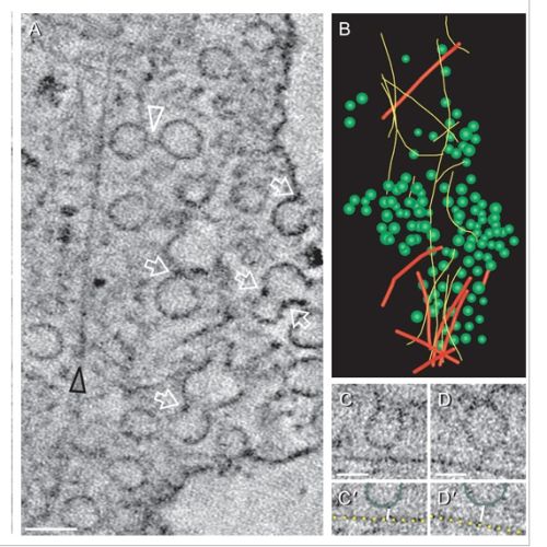 Fig. 9 taken from Richter et al, 2008.